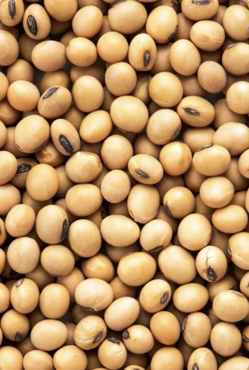 صويا محمصة